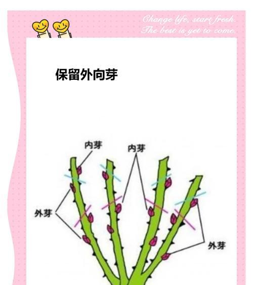 花苞损坏了如何正确修剪枝条?修剪后需要注意什么?
