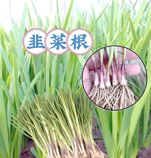 盆栽韮菜怎么种植方法？步骤和注意事项是什么？