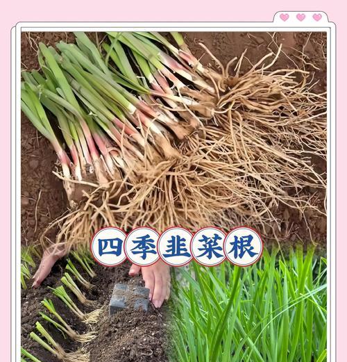 盆栽韮菜怎么种植方法？步骤和注意事项是什么？