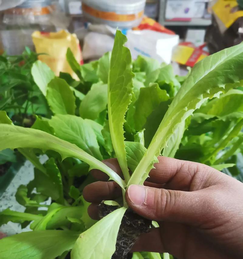 莴笋催芽和种子发芽的正确方法是什么？