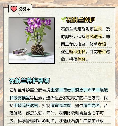 黄唇石斛怎么种植方法？种植黄唇石斛需要注意哪些问题？