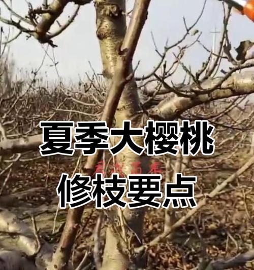 修剪枝条苗木怎么修剪？正确的修剪方法和注意事项是什么？