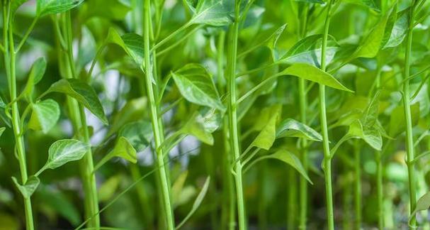 麦菜高温催芽方法是什么？如何提高发芽率？