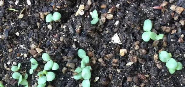 麦菜高温催芽方法是什么？如何提高发芽率？