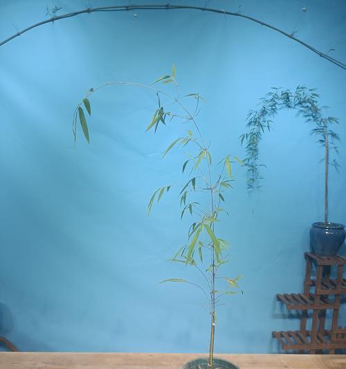 藤生植物怎么种植方法？有哪些步骤和注意事项？