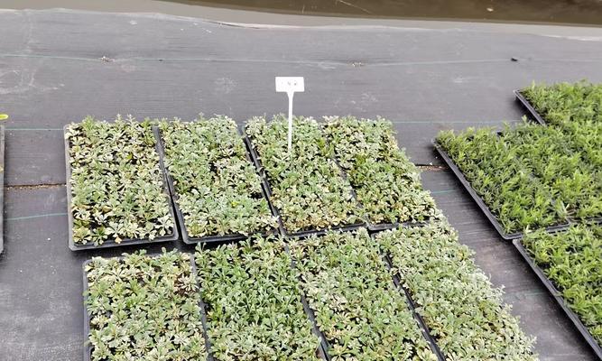 藤生植物怎么种植方法？有哪些步骤和注意事项？