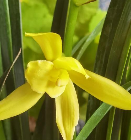 104朵花代表什么含义？花语背后隐藏的深层意义是什么？