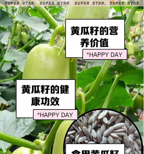 给黄瓜籽催芽怎么做？步骤和注意事项是什么？