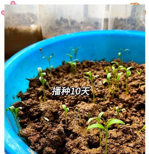 香菜种子催芽后如何正确种植？种植过程中应注意哪些问题？