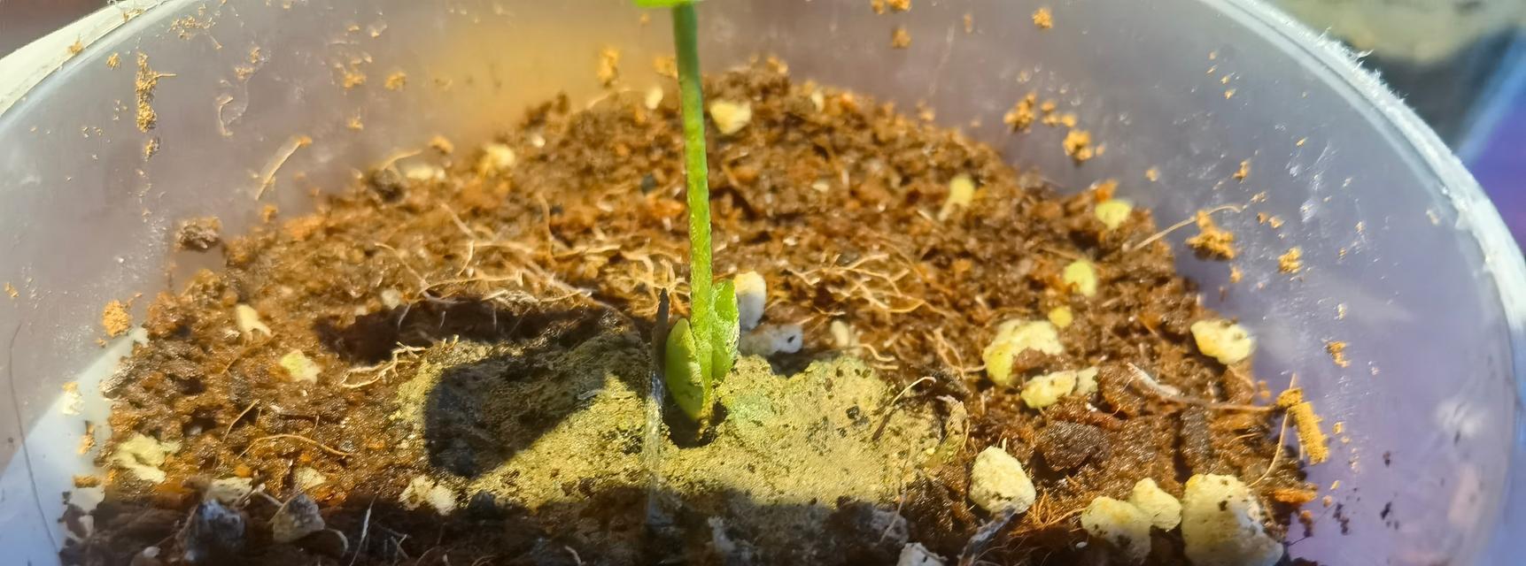 柑橘树移栽后如何有效催芽？常见问题有哪些？