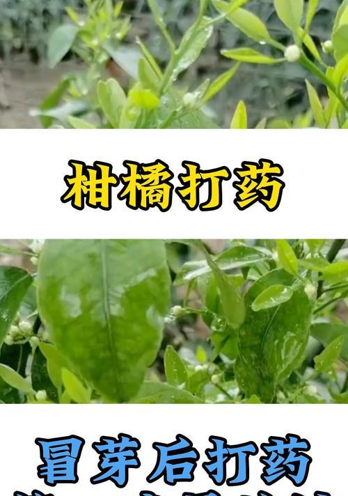 柑橘树移栽后如何有效催芽？常见问题有哪些？