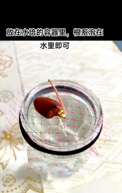 荔枝核催芽种植方法是什么？步骤中需要注意哪些问题？