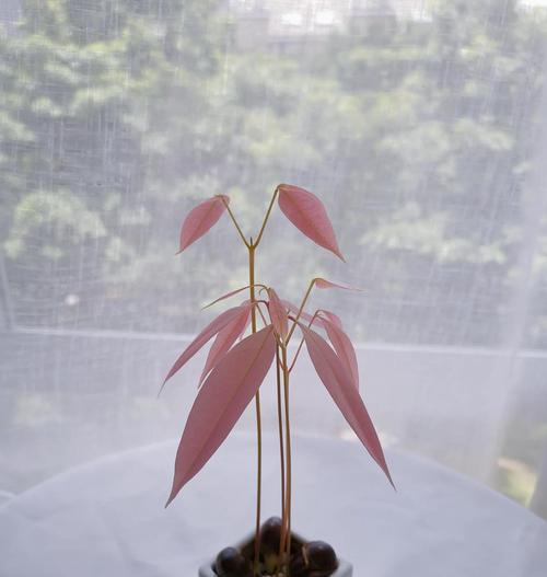 荔枝核催芽种植方法是什么？步骤中需要注意哪些问题？