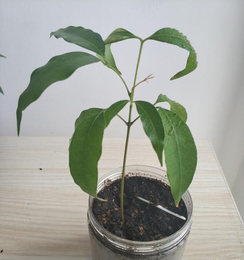 荔枝核催芽种植方法是什么？步骤中需要注意哪些问题？