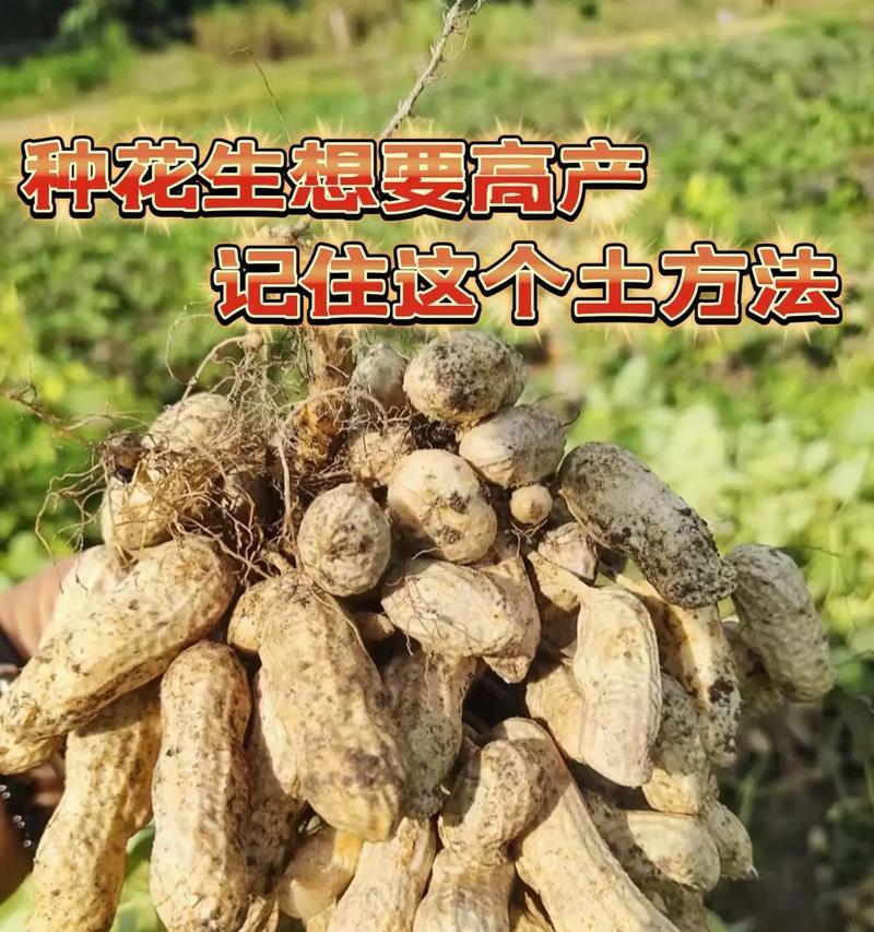 怎么种植花生的方法和技术？有哪些高效技术要点？
