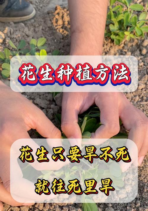 怎么种植花生的方法和技术？有哪些高效技术要点？