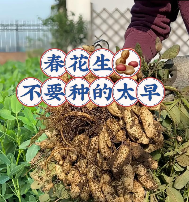 怎么种植花生的方法和技术？有哪些高效技术要点？