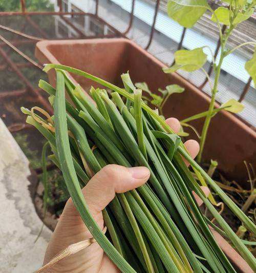 毒蒜催芽最快的方法是什么？需要多长时间才能发芽？