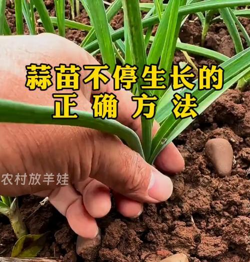 毒蒜催芽最快的方法是什么？需要多长时间才能发芽？