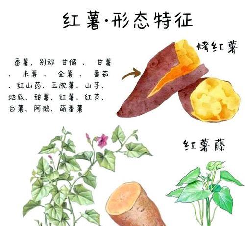 番薯种植方法有哪些步骤？如何确保高产？