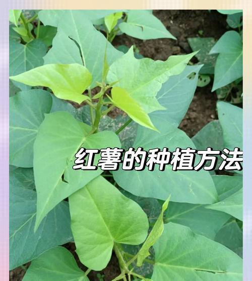 番薯种植方法有哪些步骤？如何确保高产？