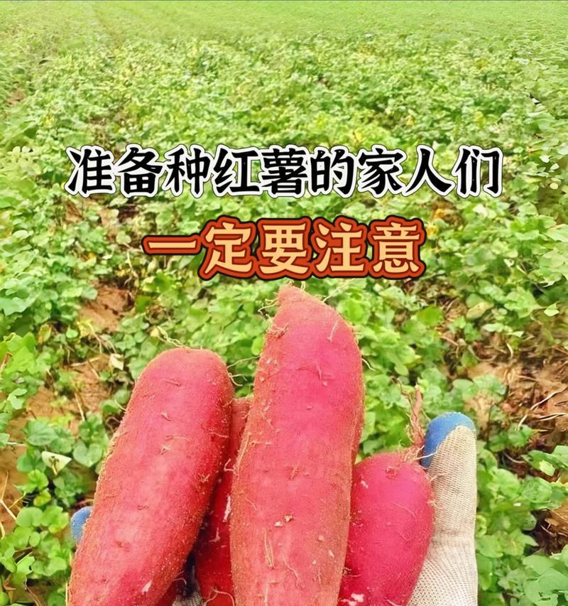番薯种植方法有哪些步骤？如何确保高产？