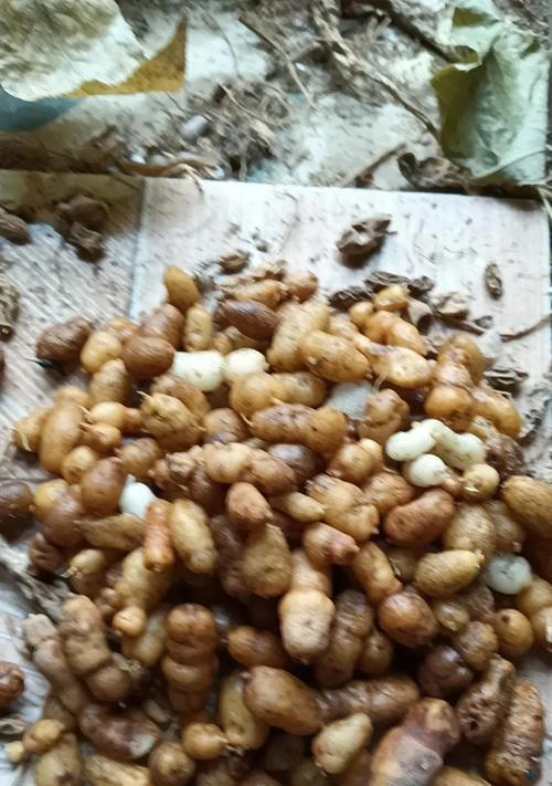麦冬果实修剪枝条的最佳时机是什么时候？修剪后如何护理？
