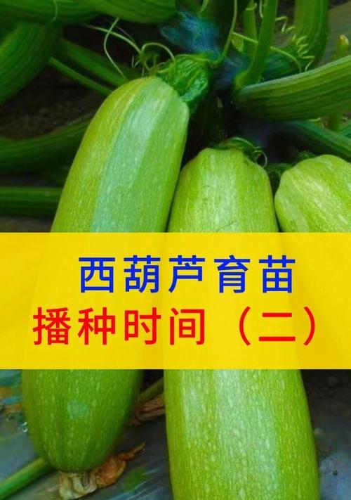 西葫芦催芽后播种方法是什么？需要注意哪些事项？
