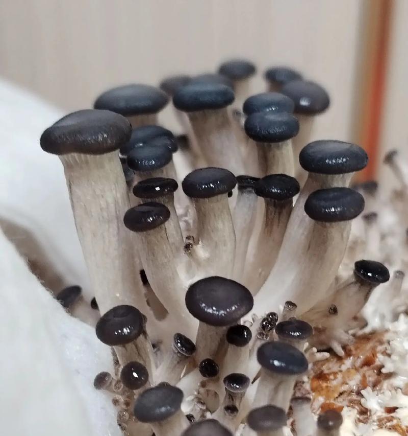 磨姑种植方法是什么？如何正确种植磨姑？