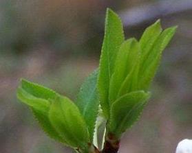 杏梅种子催芽吗？怎么种植杏梅种子？
