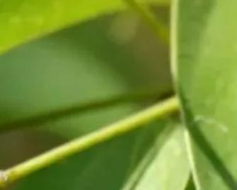 杏梅种子催芽吗？怎么种植杏梅种子？