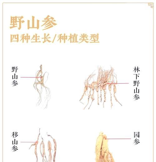人参怎么种植方法大全？从播种到收获的完整步骤是什么？