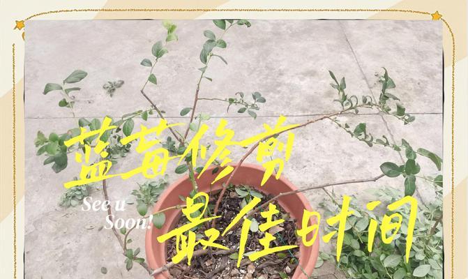树莓修剪枝叶的最佳时机是什么时候？如何正确修剪以促进生长？