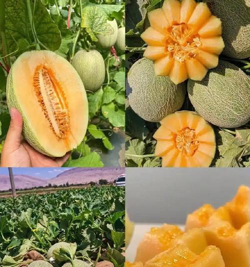 哈密瓜催芽方法是什么？如何正确进行催芽步骤？