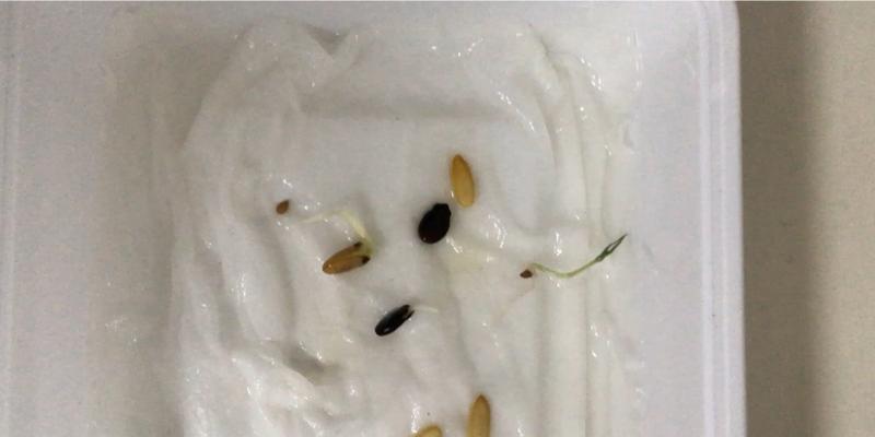 哈密瓜催芽方法是什么？如何正确进行催芽步骤？