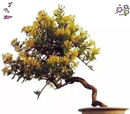 金银花修剪枝条的最佳时机和方法是什么？