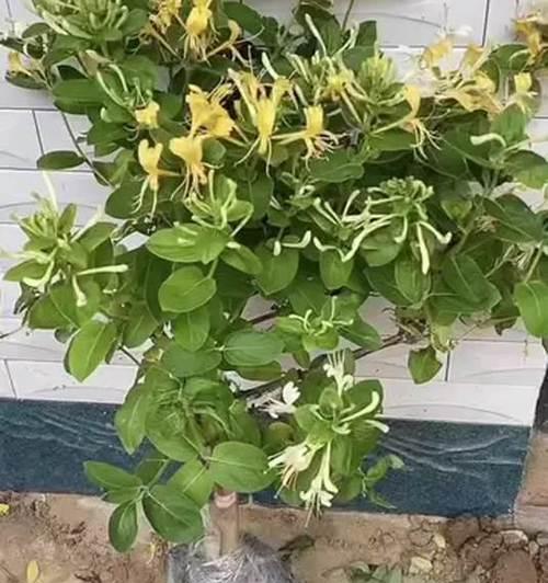 金银花修剪枝条的最佳时机和方法是什么？