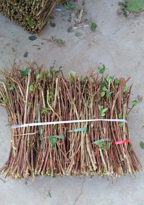 金银花修剪枝条的最佳时机和方法是什么？