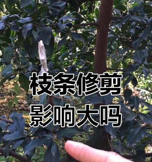 龙桔树修剪枝条的最佳时机是什么时候？修剪后如何护理？