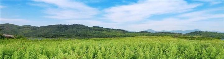 裸根冰梅种植方法是什么？如何确保成活率高？