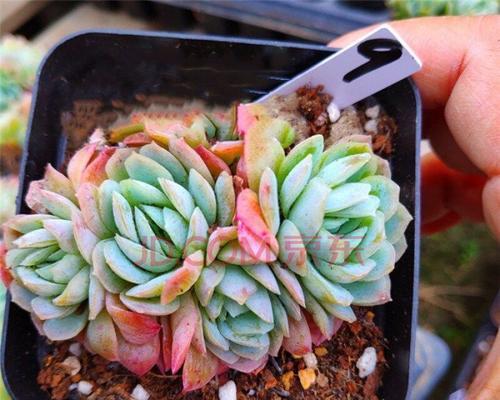 裸根冰梅种植方法是什么？如何确保成活率高？