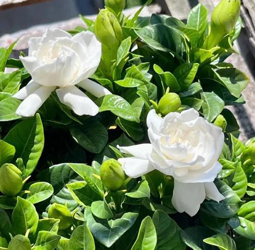 栀子花养料怎么选择？种植栀子花有哪些步骤？