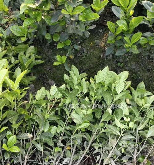栀子花养料怎么选择？种植栀子花有哪些步骤？