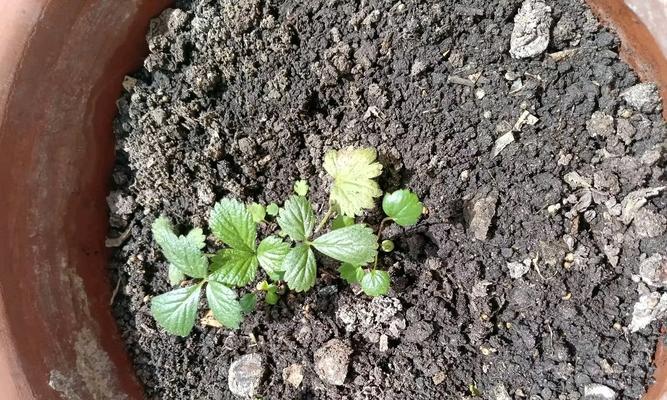 不催芽种草莓的方法是什么？如何确保种子发芽率？