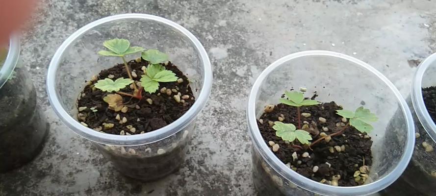 不催芽种草莓的方法是什么？如何确保种子发芽率？