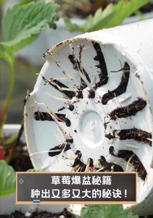 不催芽种草莓的方法是什么？如何确保种子发芽率？