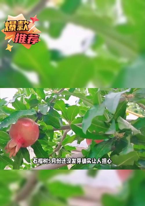 石榴树催芽方法是什么？如何快速让石榴树发芽？