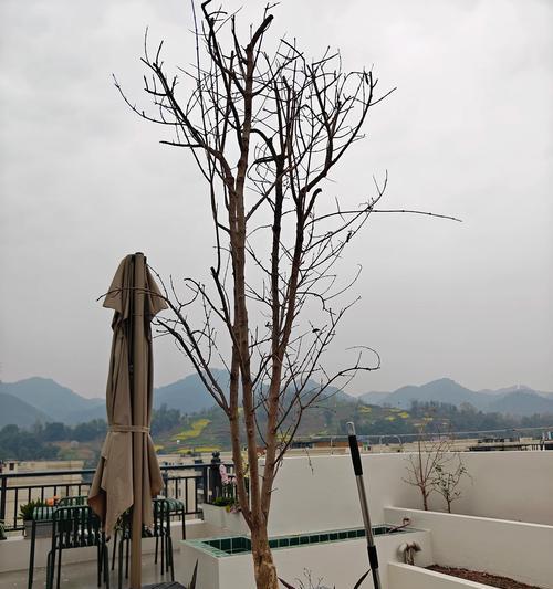 石榴树催芽方法是什么？如何快速让石榴树发芽？