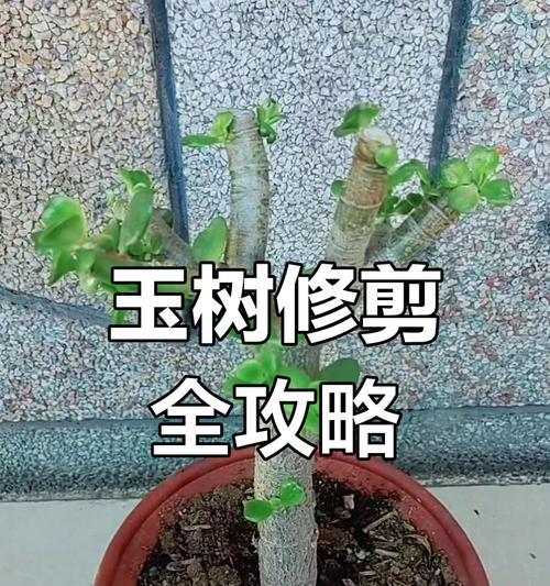 玉树养殖修剪枝条的最佳方法是什么？修剪后如何护理？