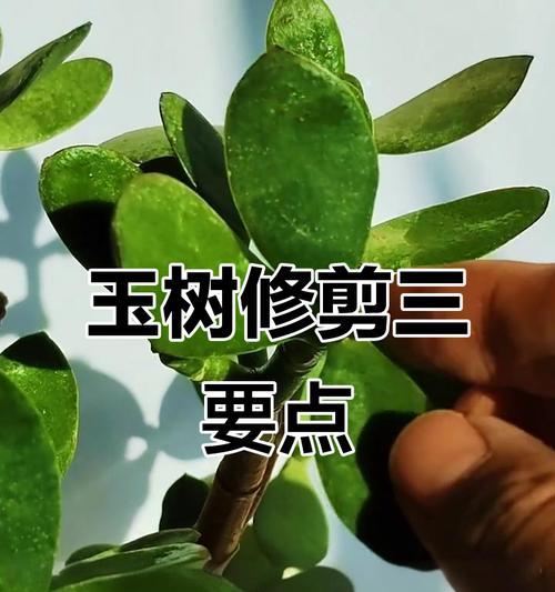 玉树养殖修剪枝条的最佳方法是什么？修剪后如何护理？